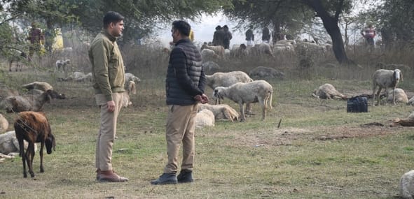 भेड़ाें की मौत के बाद जांच करने पहुंची पुलिस व अन्य लोग।