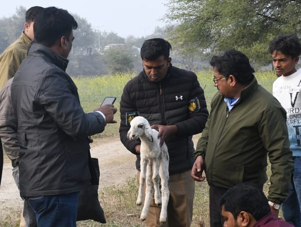 भेड़ाें की मौत के बाद जांच करने पहुंची पुलिस व अन्य लोग।