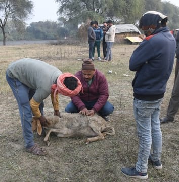भेड़ाें की मौत के बाद जांच करने पहुंची पुलिस व अन्य लोग।