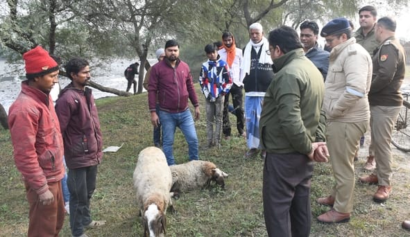 घैला पुल के किनारे भेड़ों की मौत हो गई। डॉक्टर की टीम व पुलिस ने मौके पर पहुंचकर जांच की। घैला पुल के किनारे भेड़ों की मौत हो गई। डॉक्टर की टीम व पुलिस ने मौके पर पहुंचकर जांच की।