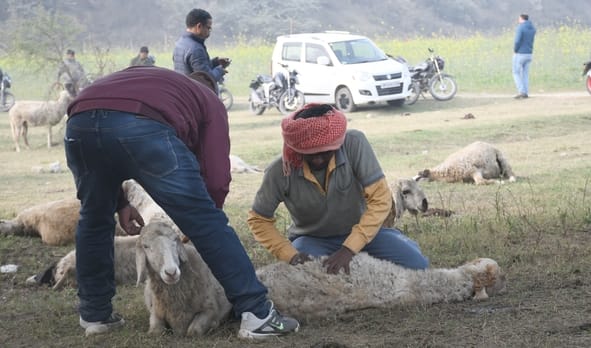 घैला पुल के किनारे भेड़ों की मौत हो गई। डॉक्टर की टीम व पुलिस ने मौके पर पहुंचकर जांच की। घैला पुल के किनारे भेड़ों की मौत हो गई। डॉक्टर की टीम व पुलिस ने मौके पर पहुंचकर जांच की।