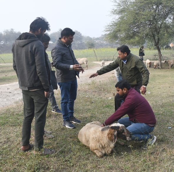 घैला पुल के किनारे भेड़ों की मौत हो गई। डॉक्टर की टीम व पुलिस ने मौके पर पहुंचकर जांच की। घैला पुल के किनारे भेड़ों की मौत हो गई। डॉक्टर की टीम व पुलिस ने मौके पर पहुंचकर जांच की।