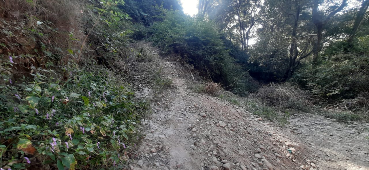 अवाह बस्ती से सड़क की ओर पैदल आती महिलाएं। संवाद।