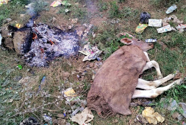 बूंदाबांदी से बढ़ी ठिठुरन, बेजुवानों को ठंड से बचाने के लिए पहनाई जैकेट बूंदाबांदी से बढ़ी ठिठुरन, बेजुवानों को ठंड से बचाने के लिए पहनाई जैकेट