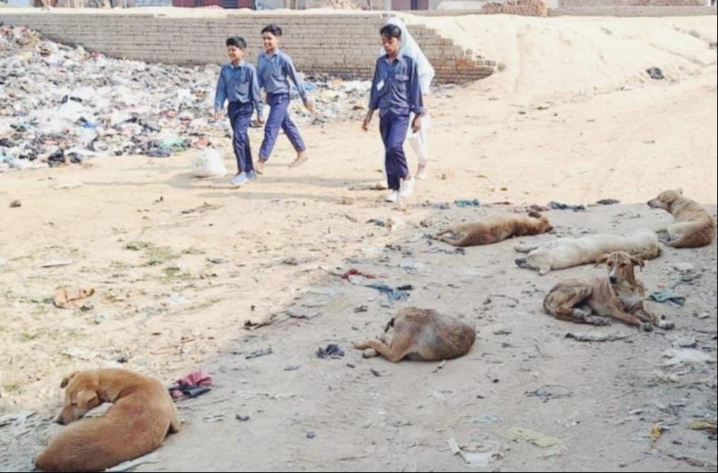 शामली में भैंसवाल रोड पर कुत्तों का झुंड । फाइल फोटो शामली में भैंसवाल रोड पर कुत्तों का झुंड । फाइल फोटो