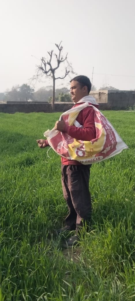 बडूही क्षेत्र में बारिश होने के बाद खेंतों में खाद का  छिडकाव करते हुए किसान।संवाद