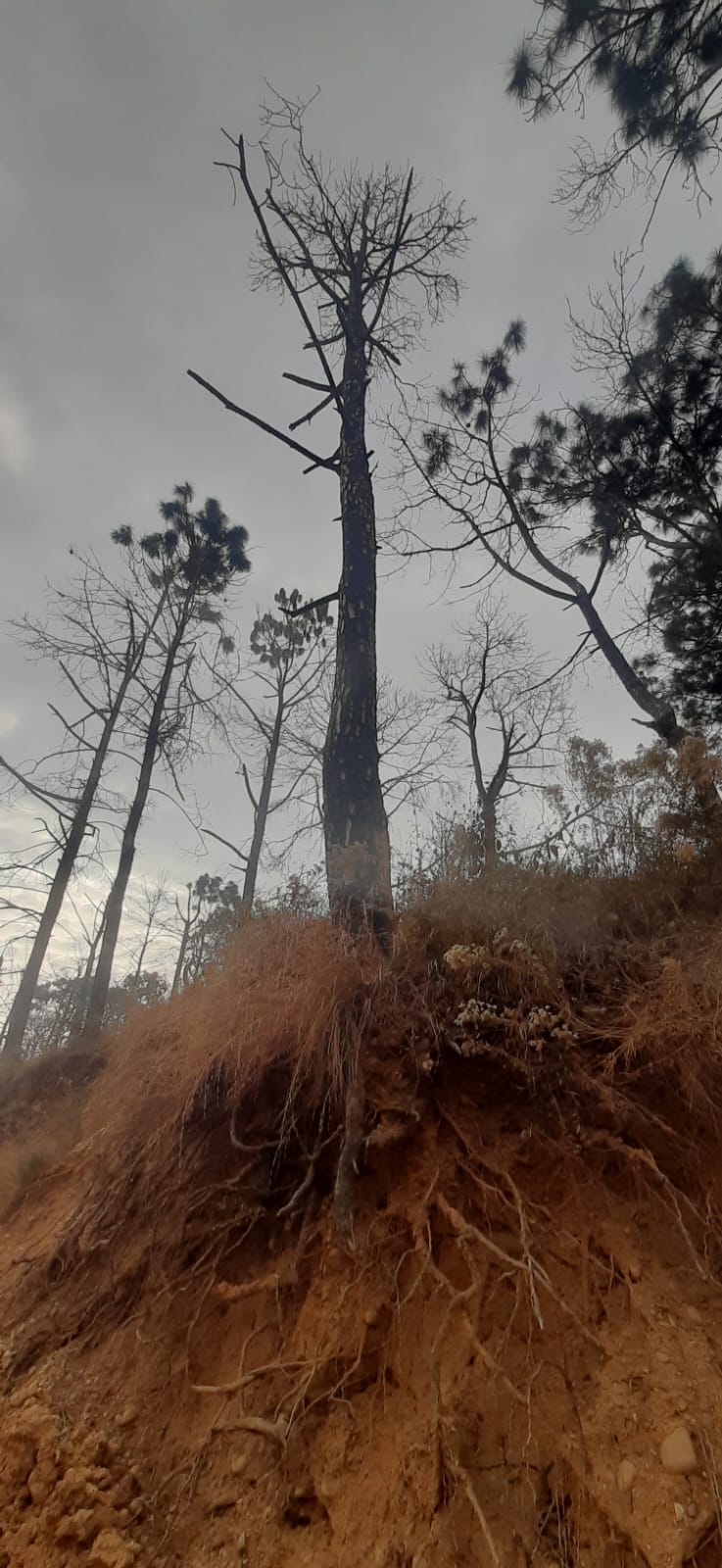 सलौाणी दियोटसिद्ध सड़क पर कटिंग के बाद सूखे पेड़ और हवा में झूल रही जड़ें। संवाद। सलौाणी दियोटसिद्ध सड़क पर कटिंग के बाद सूखे पेड़ और हवा में झूल रही जड़ें। संवाद।