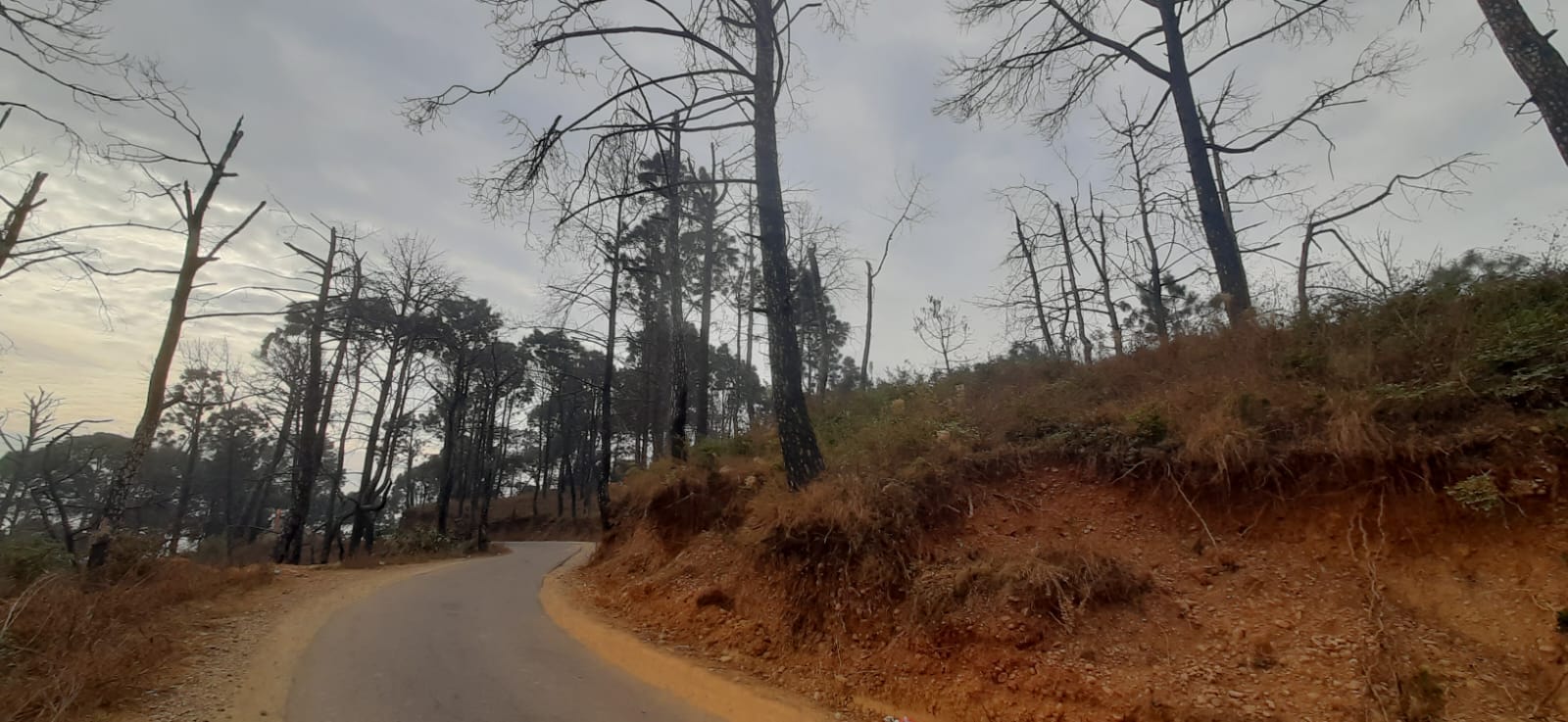 सलौाणी दियोटसिद्ध सड़क पर कटिंग के बाद सूखे पेड़ और हवा में झूल रही जड़ें। संवाद। सलौाणी दियोटसिद्ध सड़क पर कटिंग के बाद सूखे पेड़ और हवा में झूल रही जड़ें। संवाद।