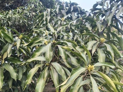 आम के पेड़ पर आए बाैर। 