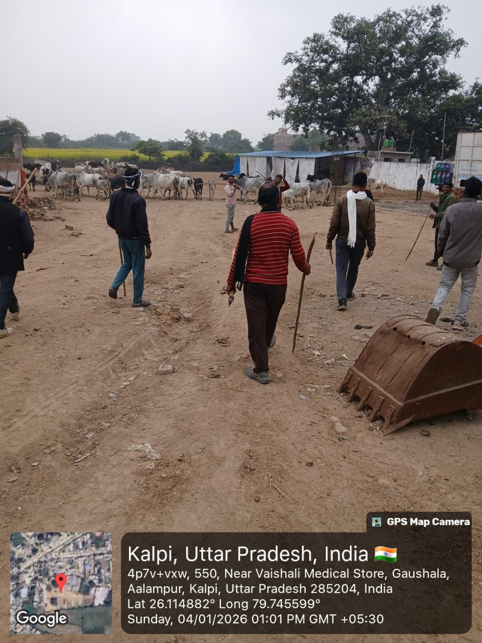 फोटो - 04 खेतों में फसल को नष्ट करते गोवंश। स्रोत किसान फोटो - 04 खेतों में फसल को नष्ट करते गोवंश। स्रोत किसान