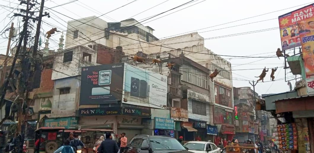 मीरानपुर कटरा में बन्दर के हमले में घायल तान्या। संवाद मीरानपुर कटरा में बन्दर के हमले में घायल तान्या। संवाद