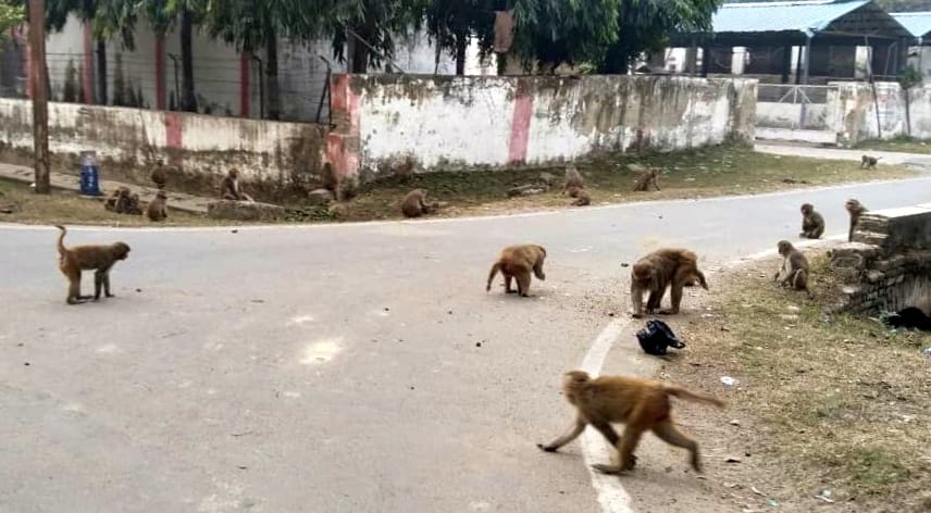 मीरानपुर कटरा में बन्दर के हमले में घायल तान्या। संवाद मीरानपुर कटरा में बन्दर के हमले में घायल तान्या। संवाद