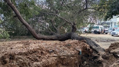 शहर के पपीहा पार्के के सामने गिरा कीकर का पेड़। संवाद शहर के पपीहा पार्के के सामने गिरा कीकर का पेड़। संवाद