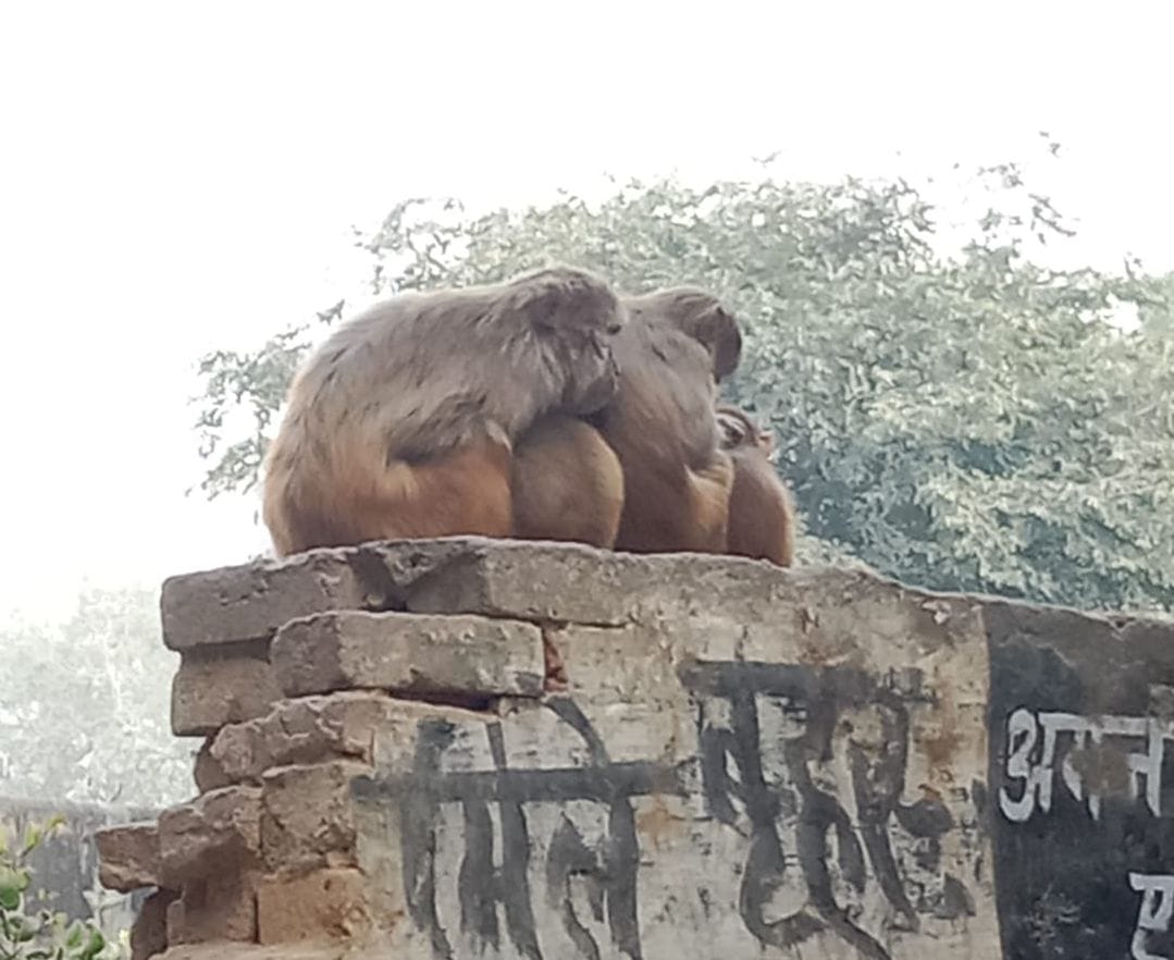 शहर में सड़कों पर घुमते कुत्ते। संवाद