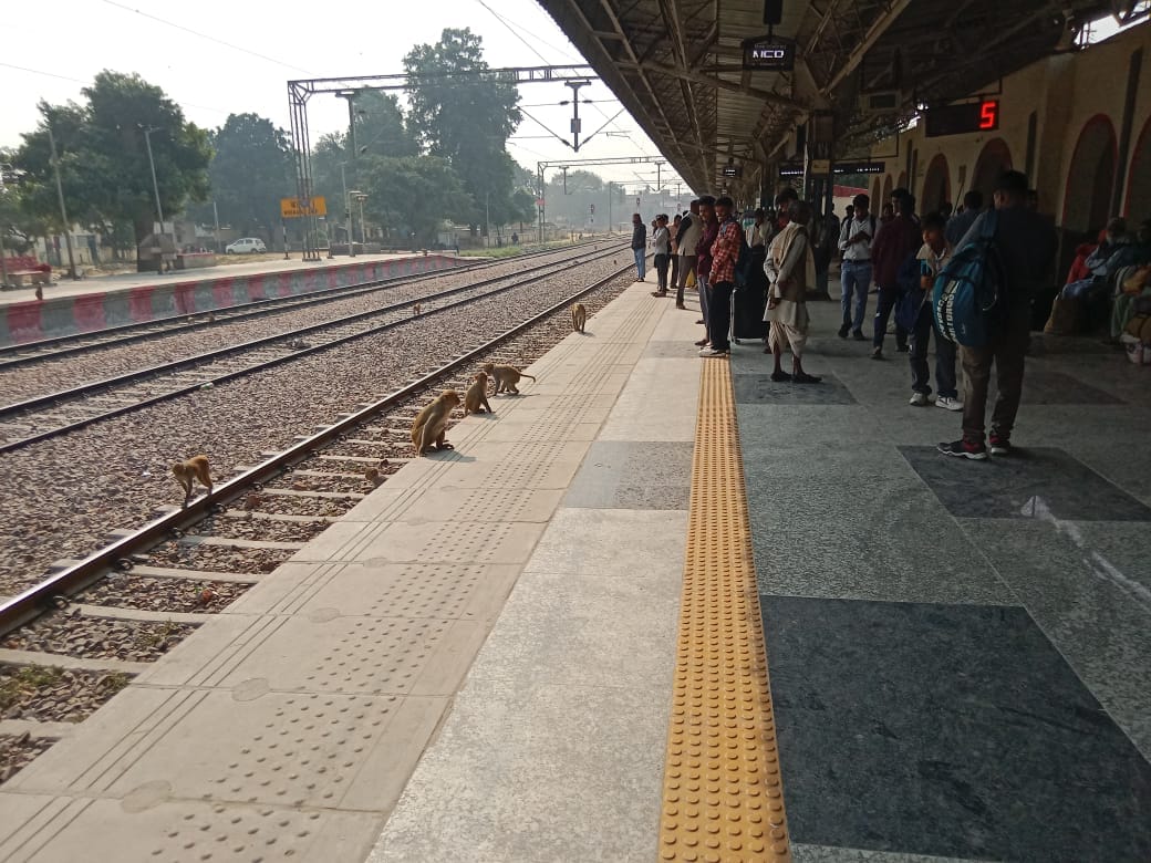 शहर में सड़कों पर घुमते कुत्ते। संवाद