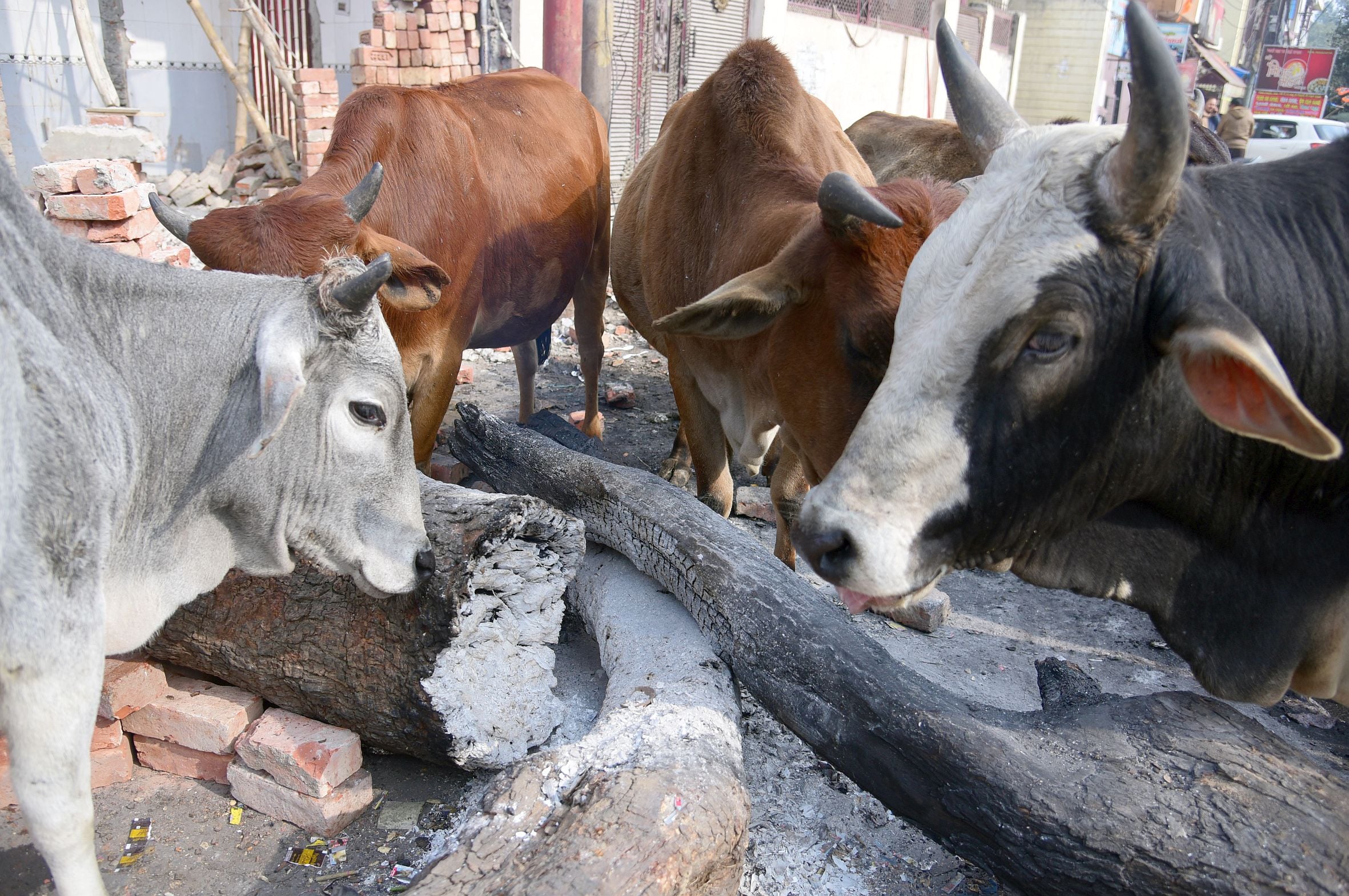 ठंड के चलते रविवार को लखनऊ में कुछ ऐसा दिखा नजारा। ठंड के चलते रविवार को लखनऊ में कुछ ऐसा दिखा नजारा।