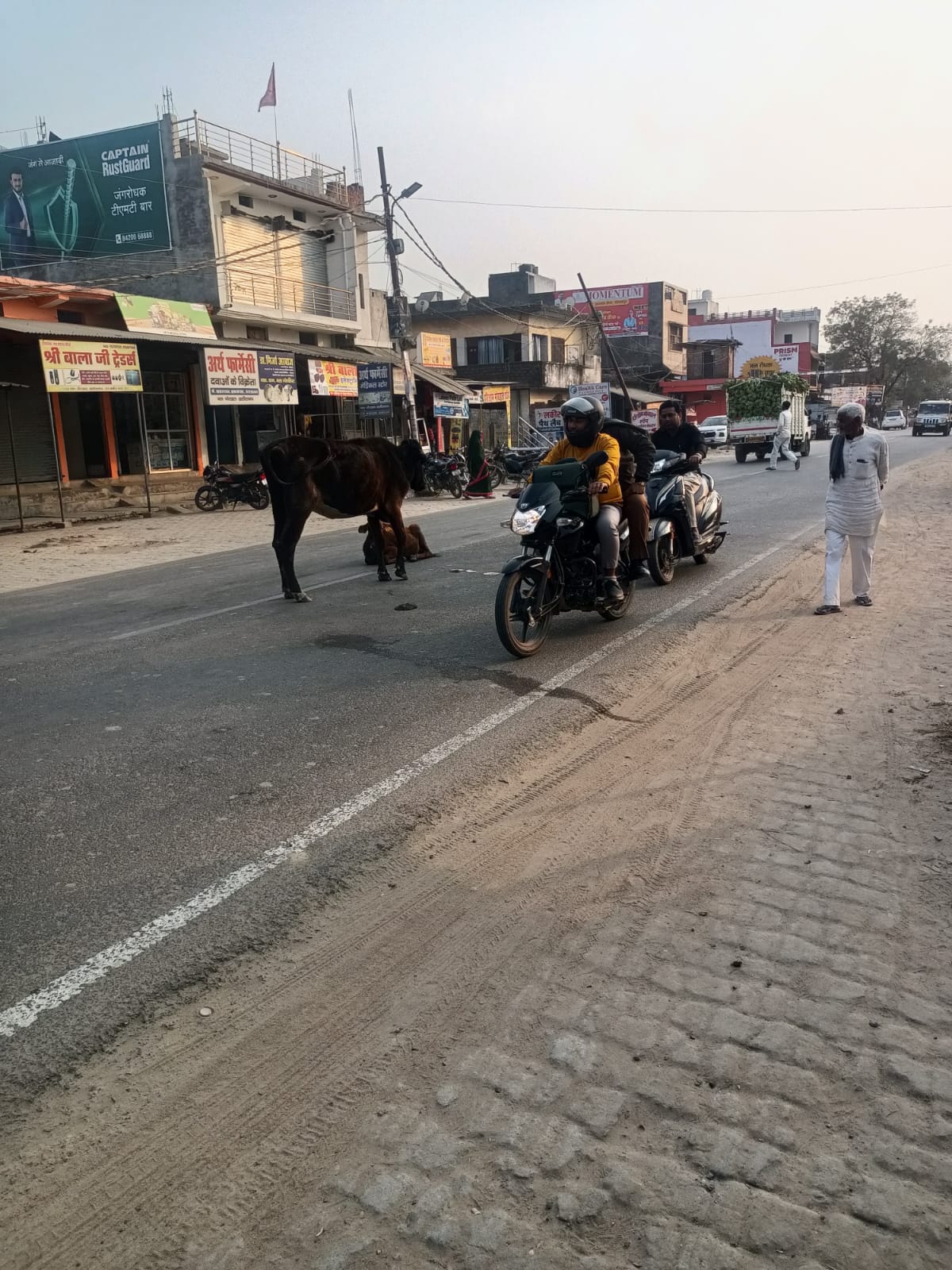 शहर में धूम रहे छुट्टा पशु-संवाद शहर में धूम रहे छुट्टा पशु-संवाद