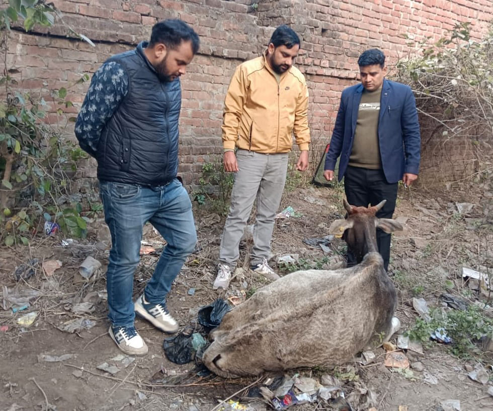 बाह के पशु अस्पताल के बाहर 3 दिन से बीमार पड़ी गाय को भाकियू के हस्तक्षेप पर मिल सका इलाज