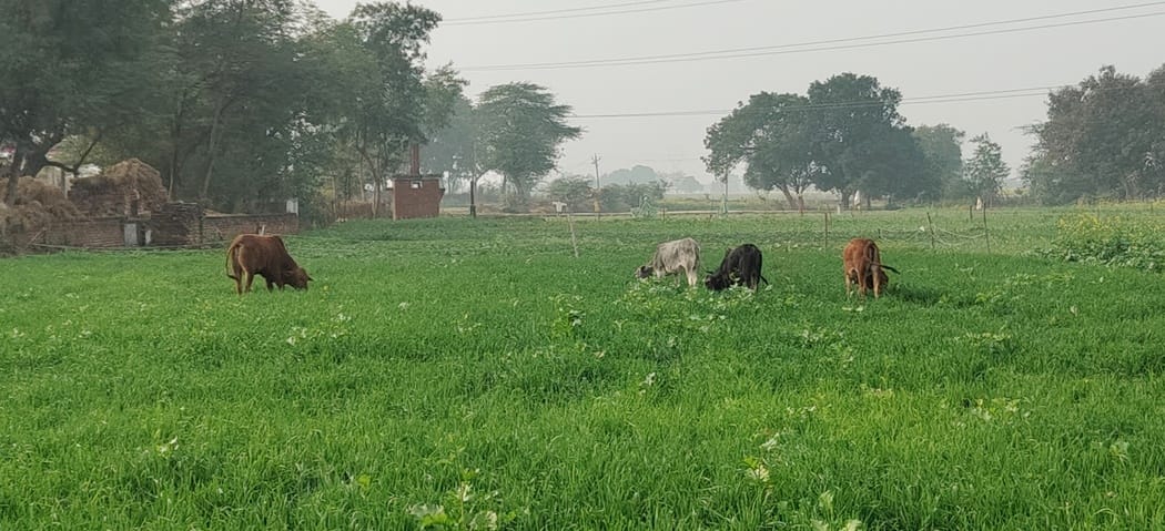 फोटो-7-फसल नष्ट कर रहे अन्ना मवेशी। संवाद फोटो-7-फसल नष्ट कर रहे अन्ना मवेशी। संवाद