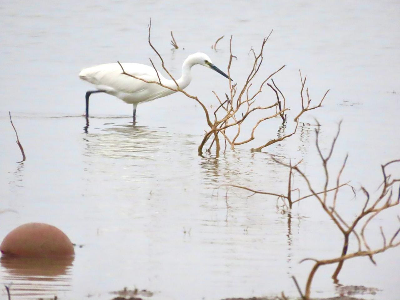 तालाबों मे 67 पक्षी आए