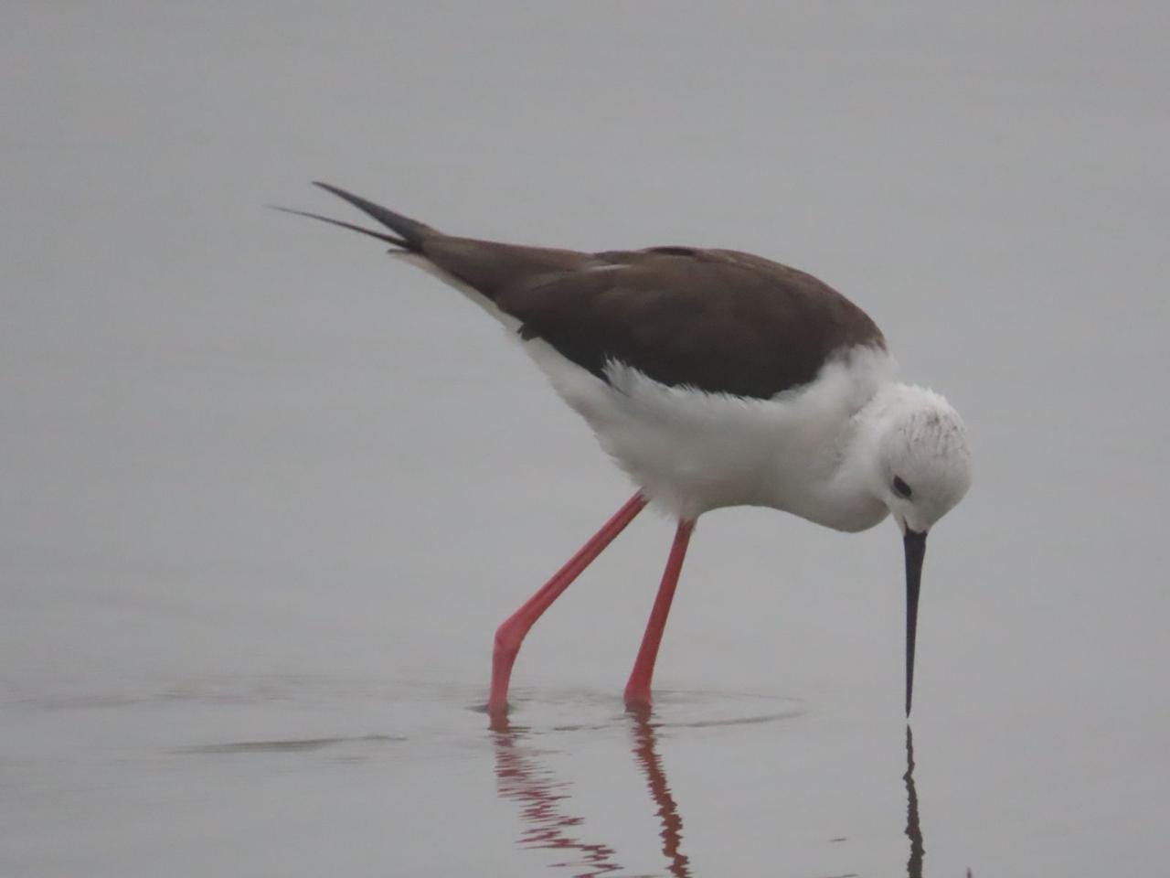 तालाबों मे 67 पक्षी आए