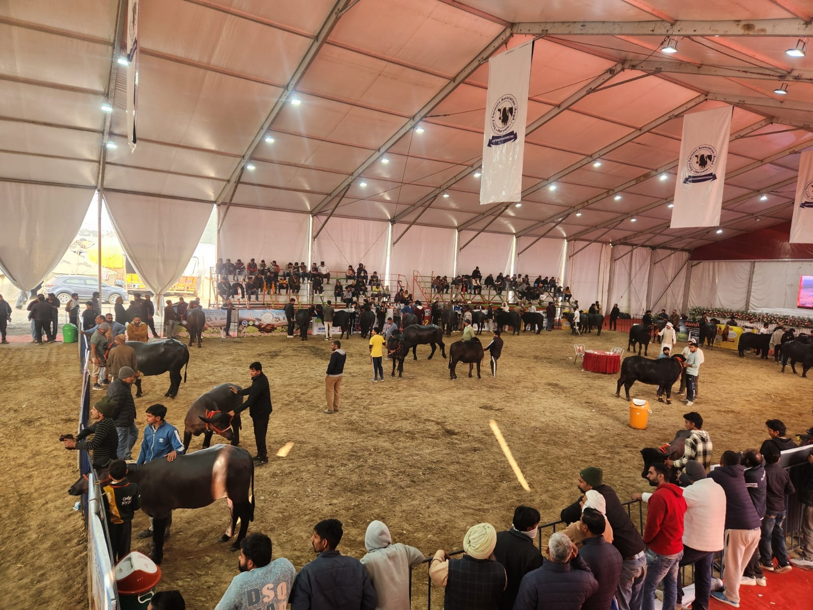 कुरुक्षेत्र। रिंग में उतारने से पहले बाछड़ी को नहलाते पशुपालक। संवाद