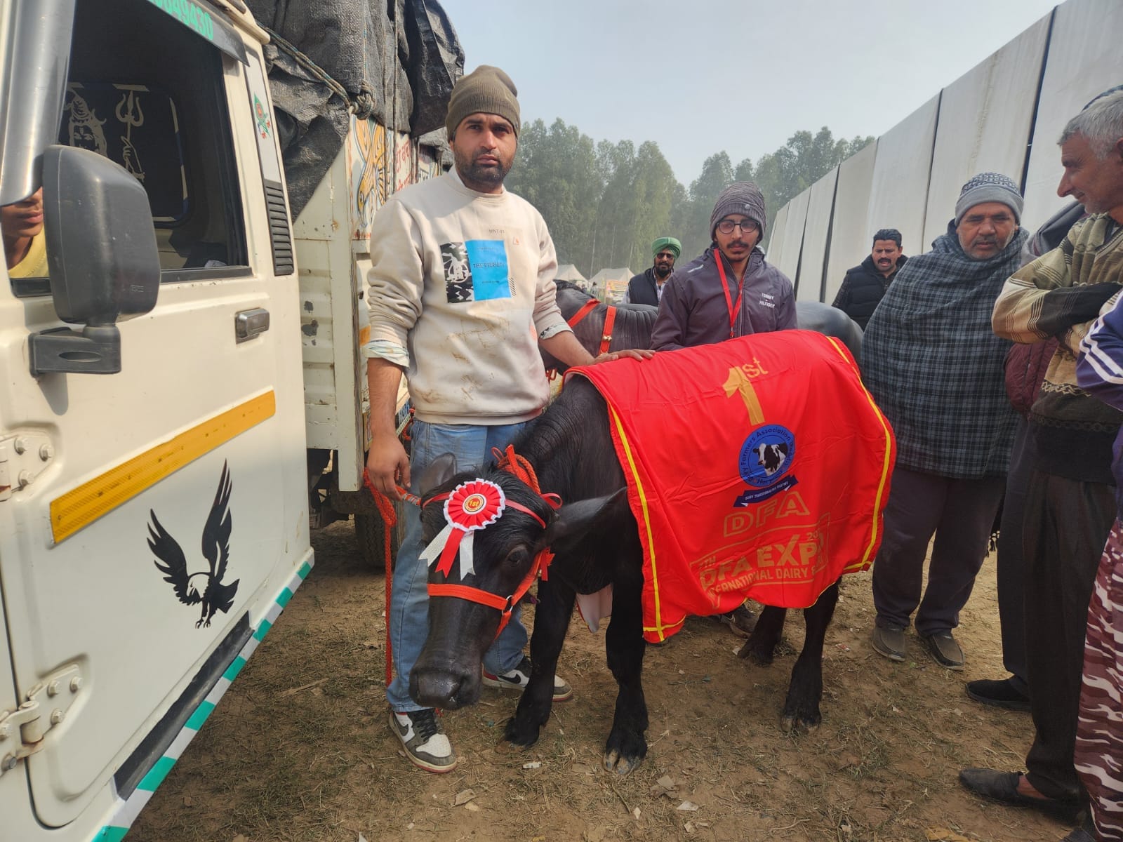 कुरुक्षेत्र। रिंग में उतारने से पहले बाछड़ी को नहलाते पशुपालक। संवाद