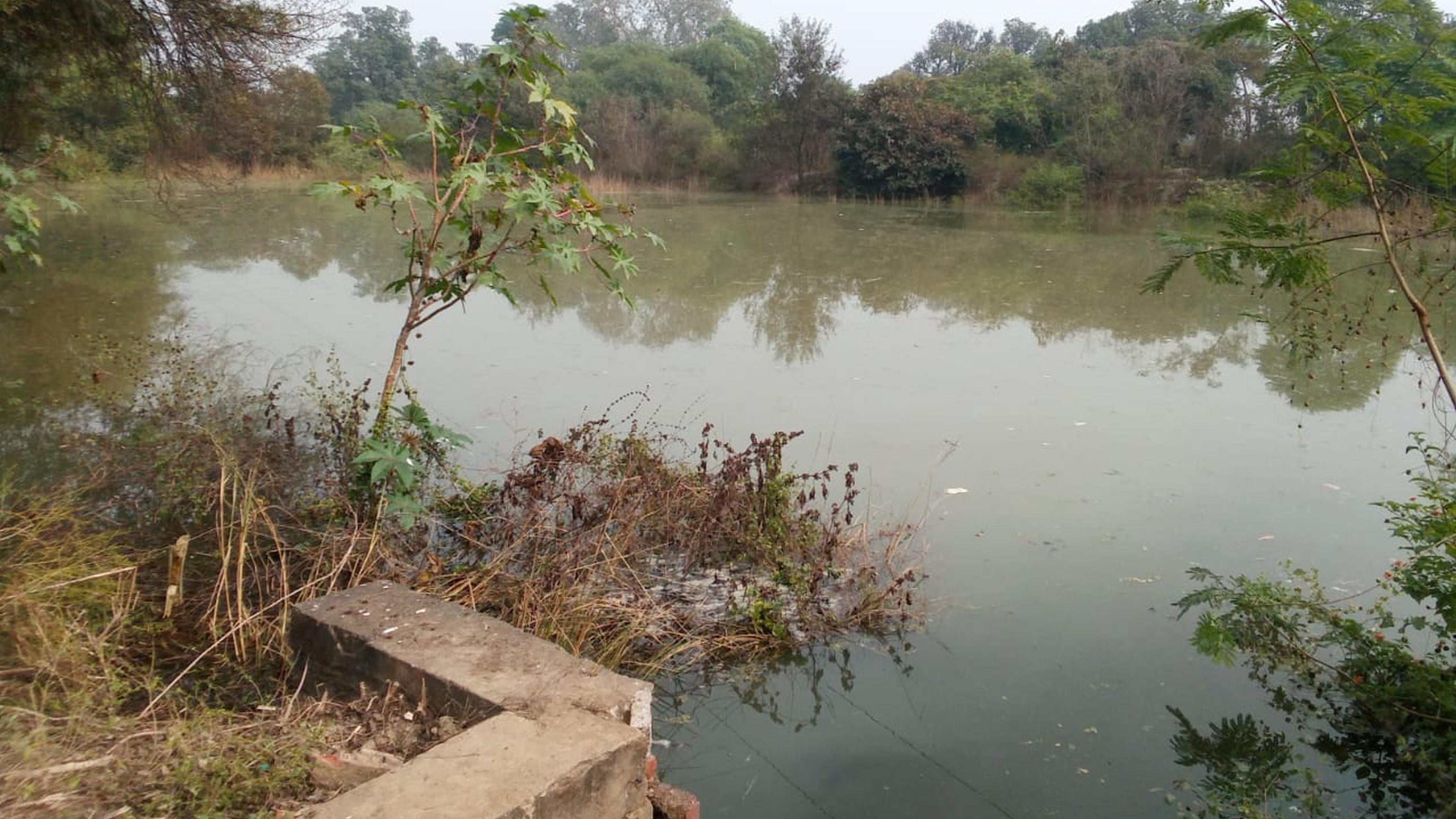 फोटो-22-इसी तालाब में पानी भरने से डूबे वन विभाग के रोपे पौधे। संवाद