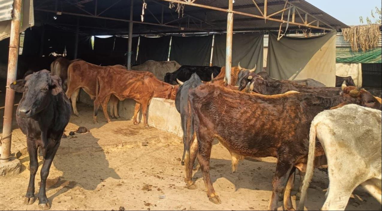 गांव झाल की गोशाला में बिना मिट्टी के गड्डे में ऊपर पड़ा मृत गोवंश। संवाद