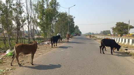 शहर के नई सब्जी रोड पर घूमते हुए लावारिस गोवंश। संवाद
