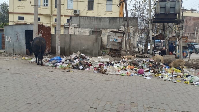 शहर के नई सब्जी रोड पर घूमते हुए लावारिस गोवंश। संवाद
