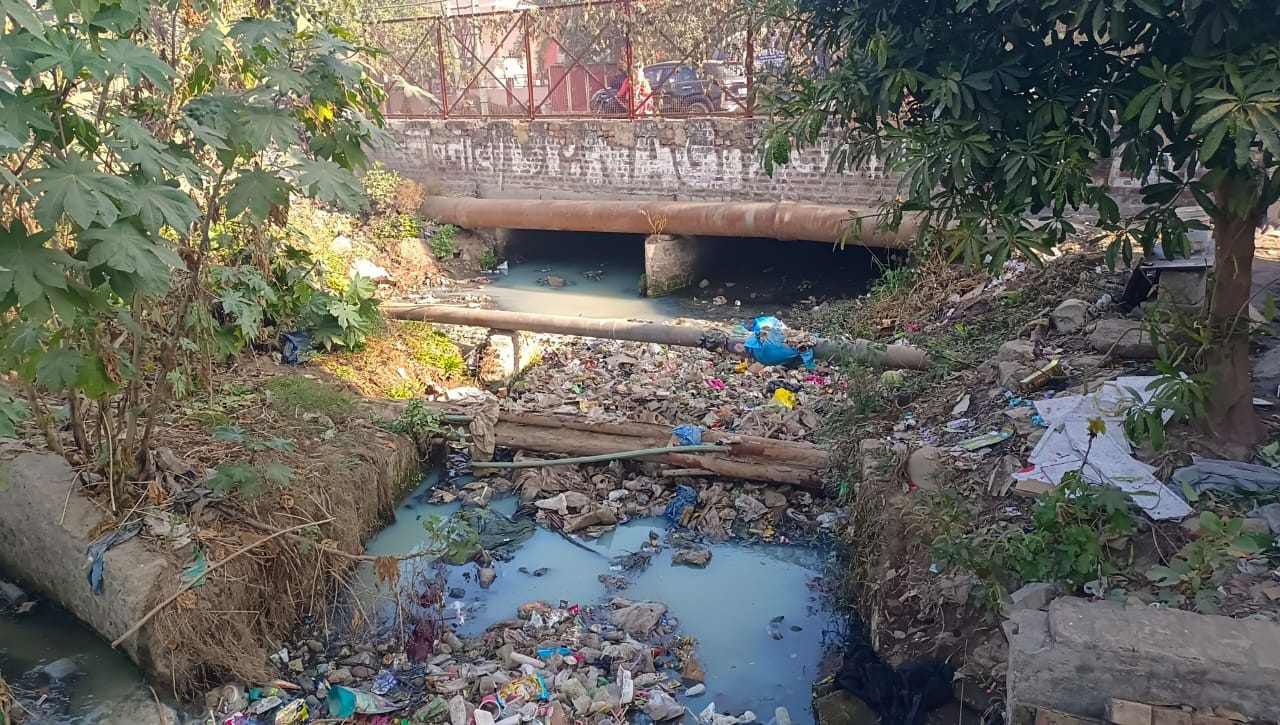 शहर के नई सब्जी रोड पर घूमते हुए लावारिस गोवंश। संवाद