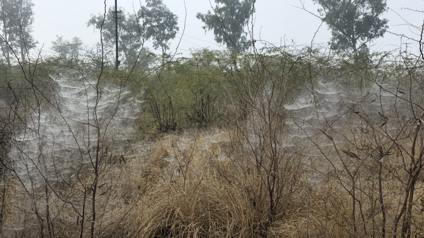 12jjrp21- पड्ड गया जाड्डा... पिछले कई दिनों से शीत लहर, कोहरा और ठंड जारी है। ऐसे में अब पाला भ