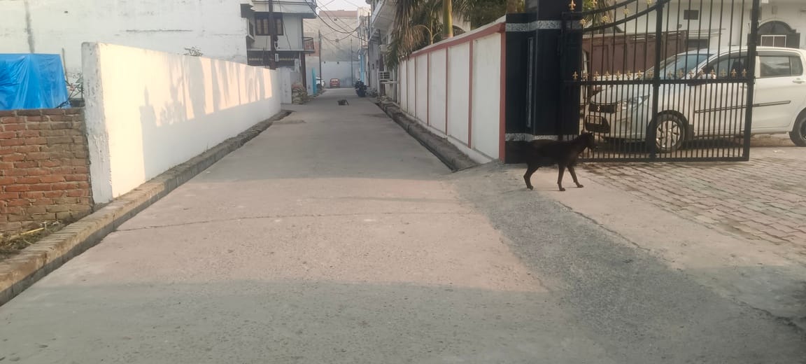 सीएचसी खलीलाबाद के सामने बैठा कुत्ता-संवाद