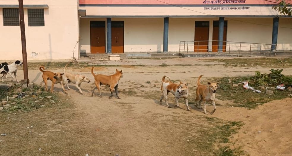 सीएचसी खलीलाबाद के सामने बैठा कुत्ता-संवाद
