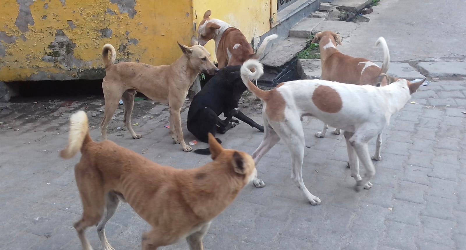 सौजन्या चौराहे के पास मौजूद कुत्ते। संवाद