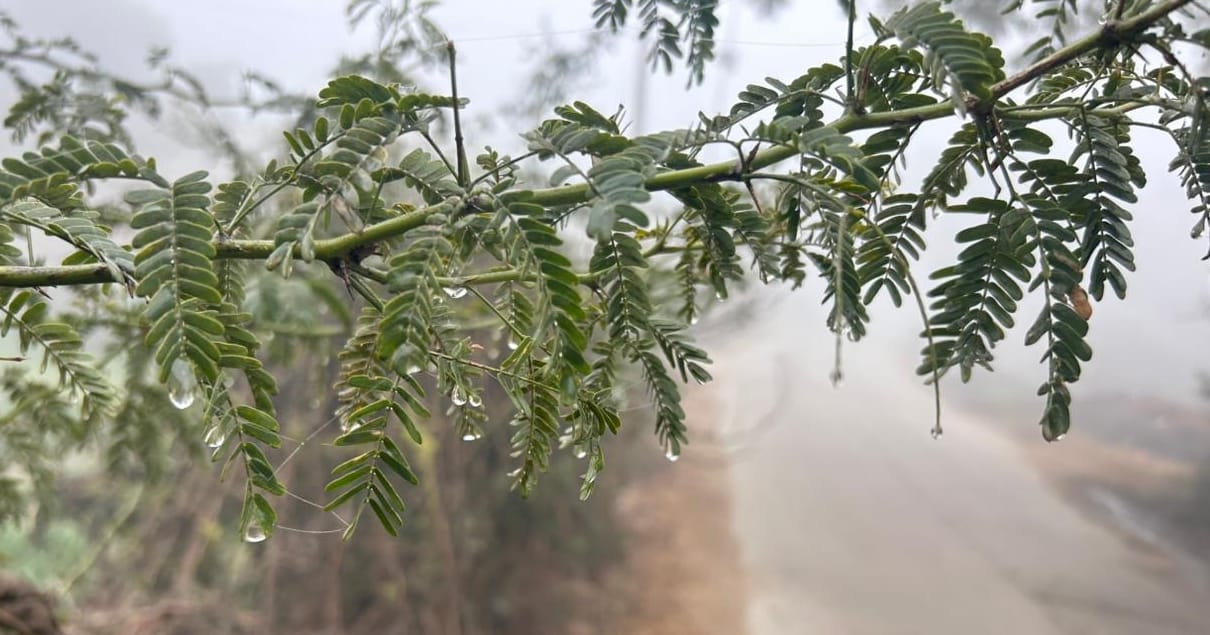 25... मोतियों सी चमकीं ओस की बूंदें...तापमान में गिरावट के साथ लगातार सुबह कोहरा छा रहा है। दिल 25... मोतियों सी चमकीं ओस की बूंदें...तापमान में गिरावट के साथ लगातार सुबह कोहरा छा रहा है। दिल