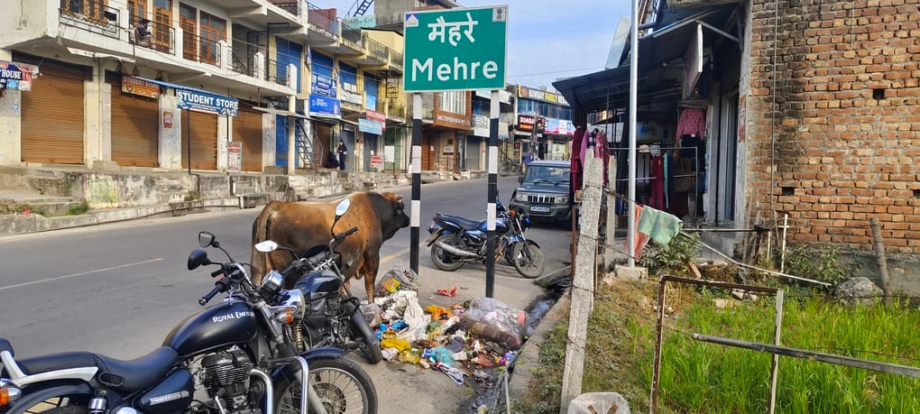 बड़सर में मिनी सचिवालय के नजदीक कूड़े के ढेर में मुंह मारते हुए लावारिस पशु। संवाद