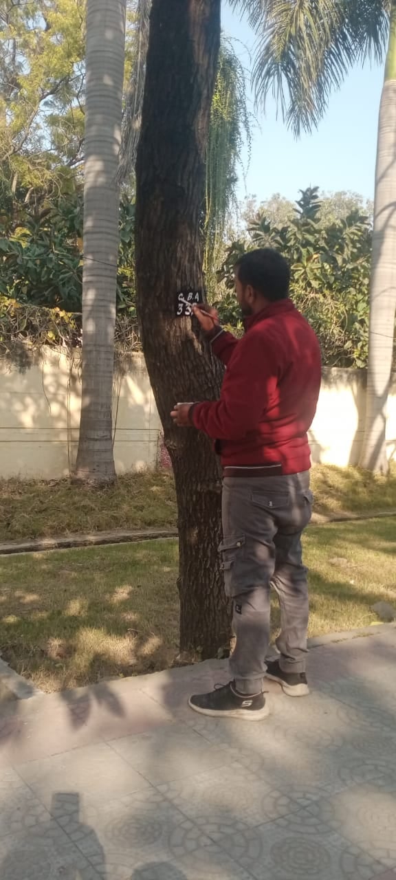 कैंटोनमेंट बोर्ड क्षेत्र में लगे पेड़ की मोटाई नापते कर्मचारी। संवाद कैंटोनमेंट बोर्ड क्षेत्र में लगे पेड़ की मोटाई नापते कर्मचारी। संवाद