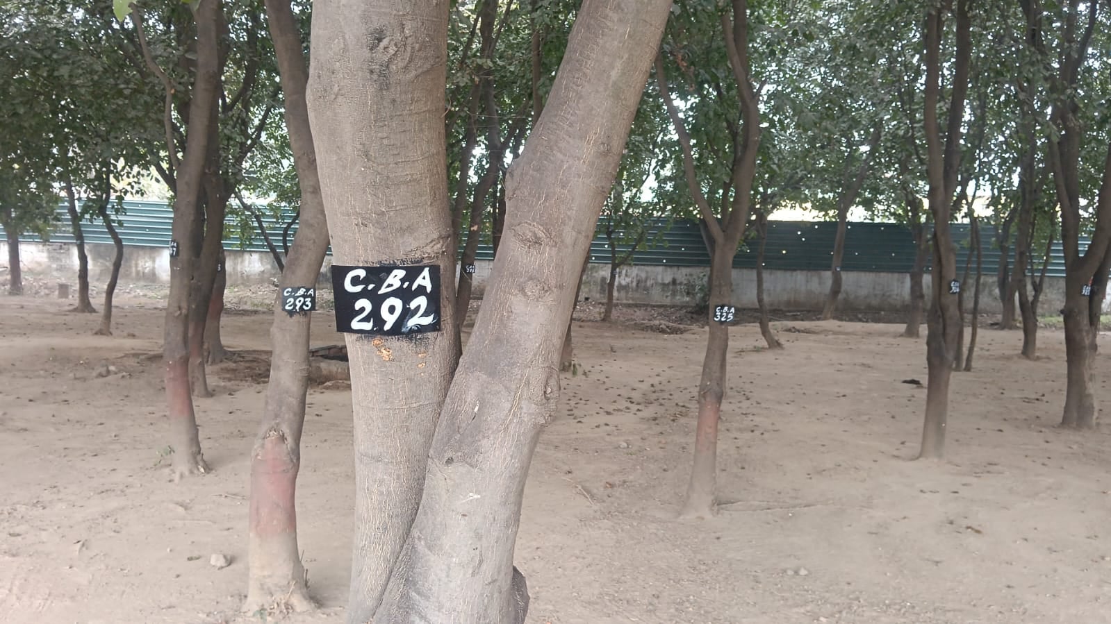 कैंटोनमेंट बोर्ड क्षेत्र में लगे पेड़ की मोटाई नापते कर्मचारी। संवाद कैंटोनमेंट बोर्ड क्षेत्र में लगे पेड़ की मोटाई नापते कर्मचारी। संवाद
