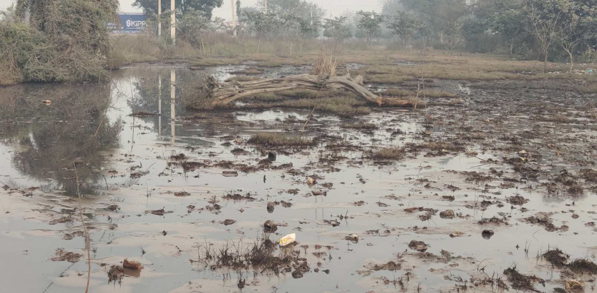 पंचायती भूमि में कैमिकल युक्त पानी से खराब हो रहे वन विभाग द्वारा लगाए गए पौधे दिखाते हुए। पंचायती भूमि में कैमिकल युक्त पानी से खराब हो रहे वन विभाग द्वारा लगाए गए पौधे दिखाते हुए।