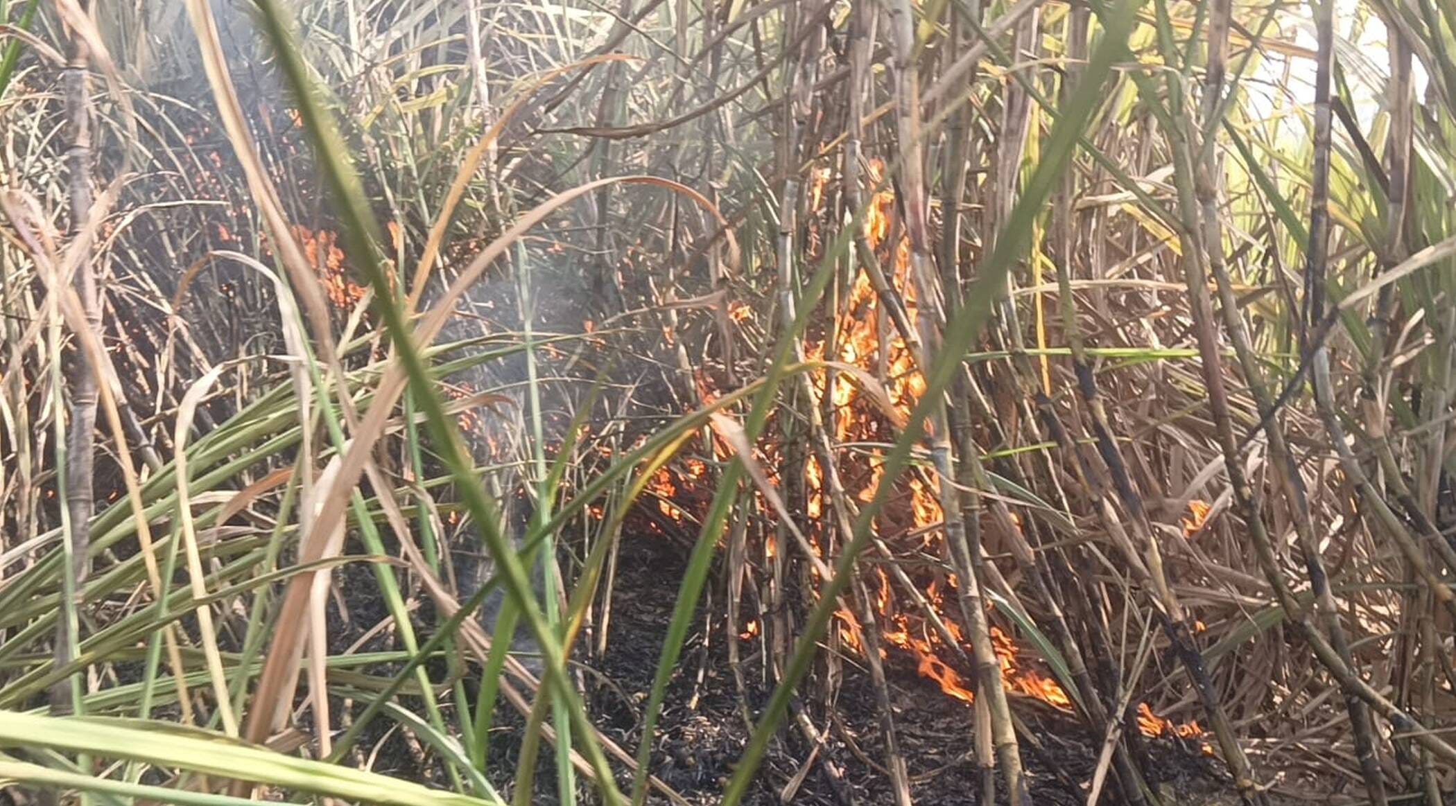 फोटो-50-गन्ने के खेल में जलती फसल। संवाद