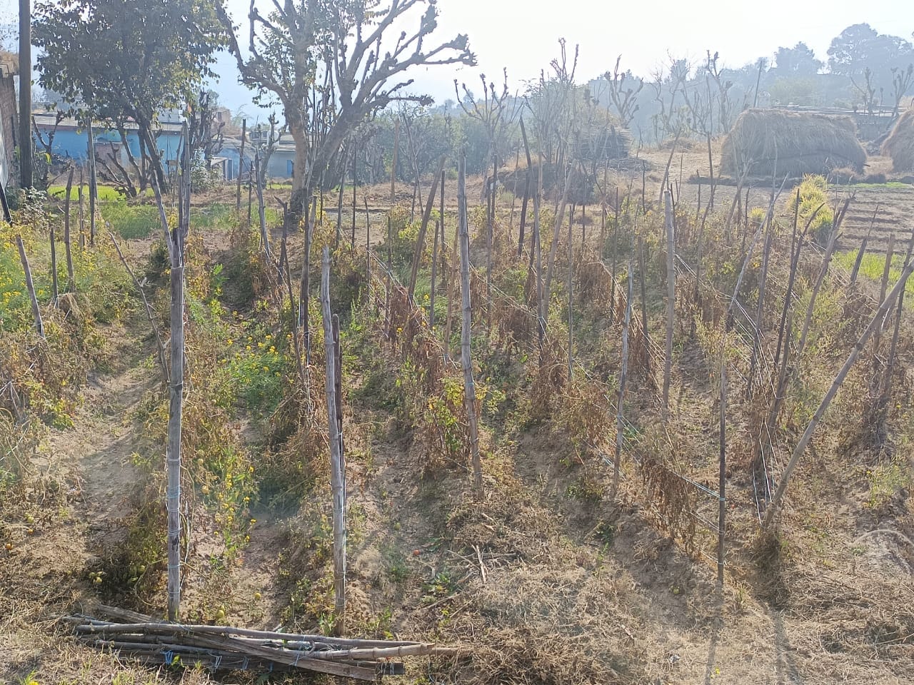 नालागढ़ के मितियां पंचायत में बारिश ने होने से पूरी तरह से सूखी गेंहू की फसल- संवाद नालागढ़ के मितियां पंचायत में बारिश ने होने से पूरी तरह से सूखी गेंहू की फसल- संवाद