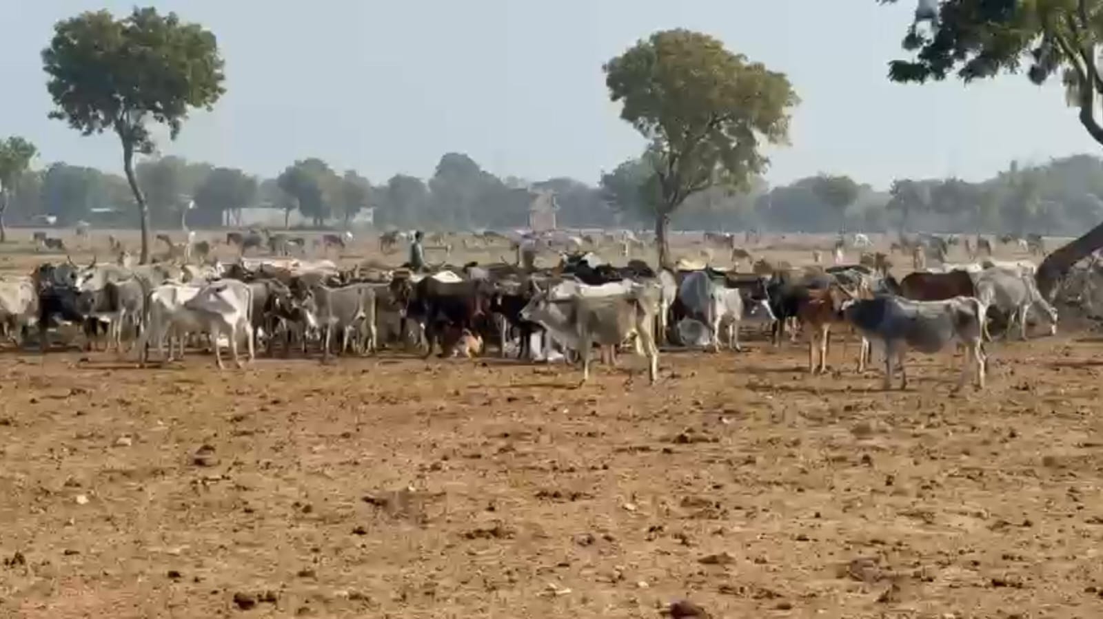 छतरपुर जिले में गायों की मौतों से हड़कंप, शिकायत के बाद जांच टीम पहुंची, खाने की कमी बताई वजह।