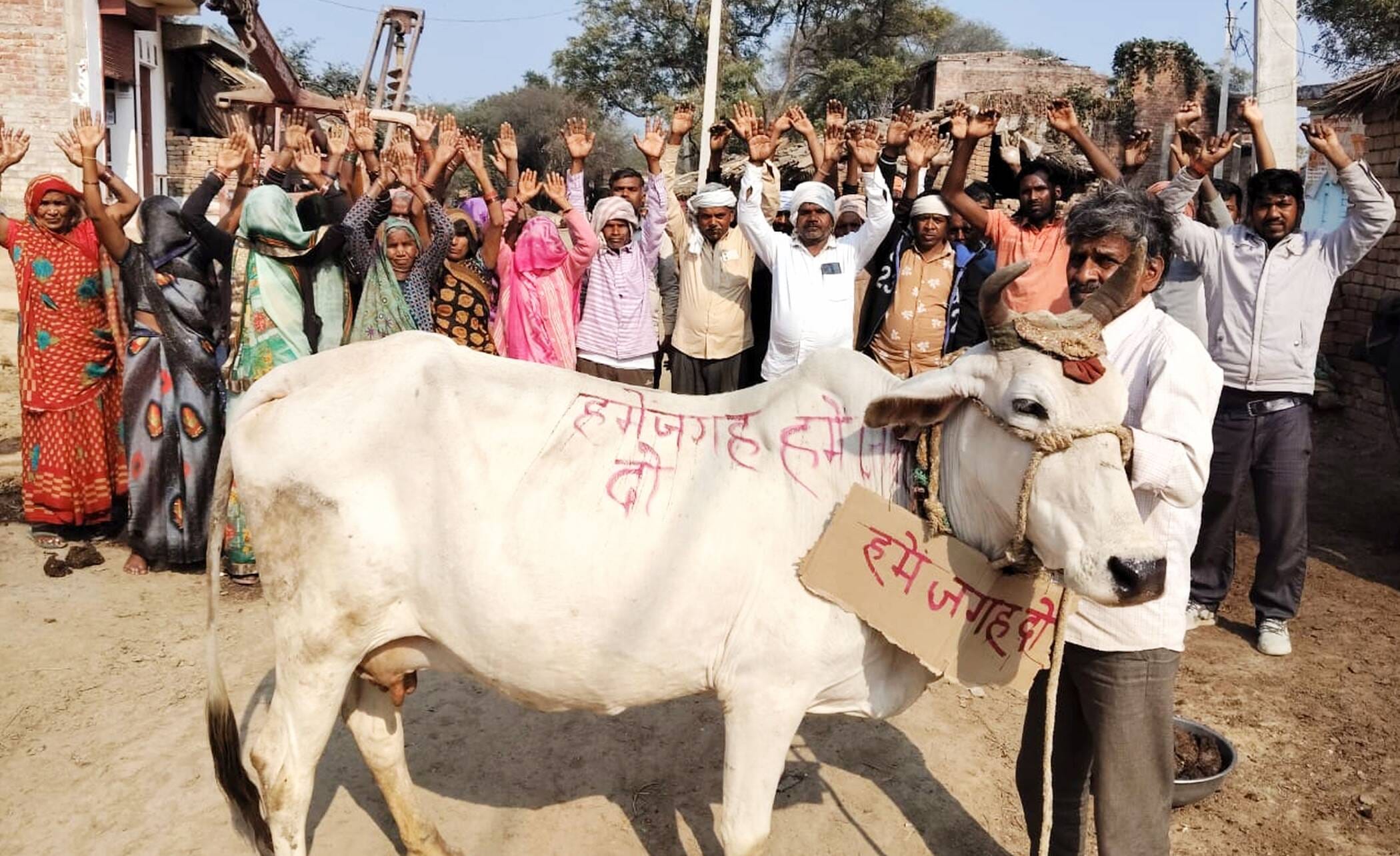 फोटो-30-गाय के गले में तख्ती बांध कर घुमाते ग्रामीण। संवाद