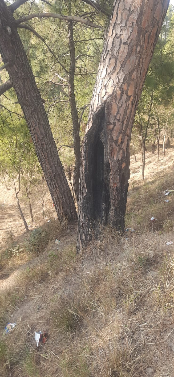 मैहरे के समीप चीड़ के जंगल में सूखे पेड़। संवाद।