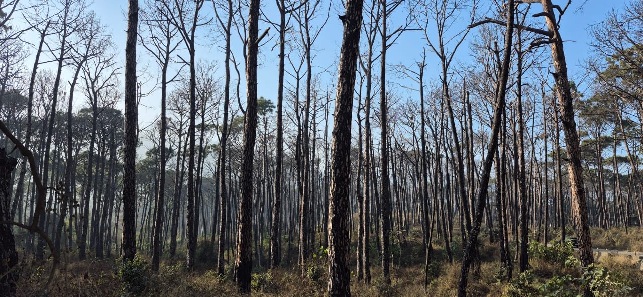 मैहरे के समीप चीड़ के जंगल में सूखे पेड़। संवाद।