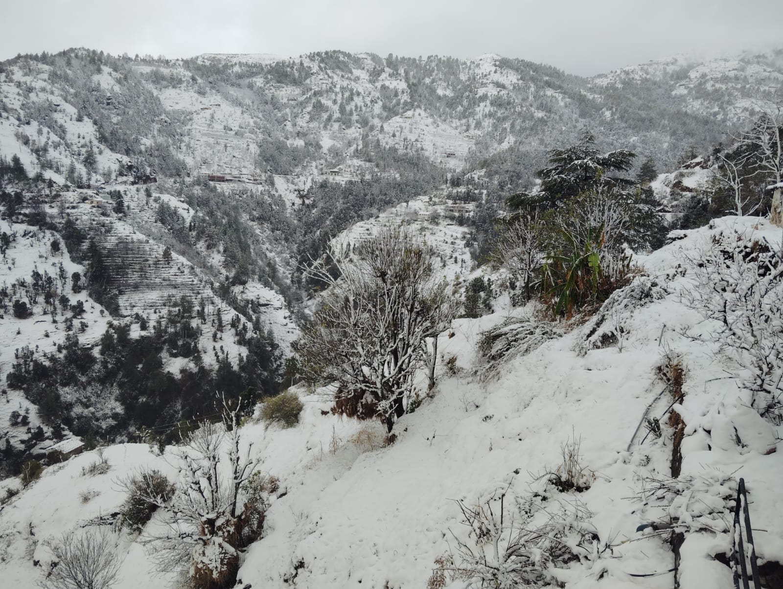 बर्फबारी में नौहराधार क्षेत्र का नजारा। संवाद