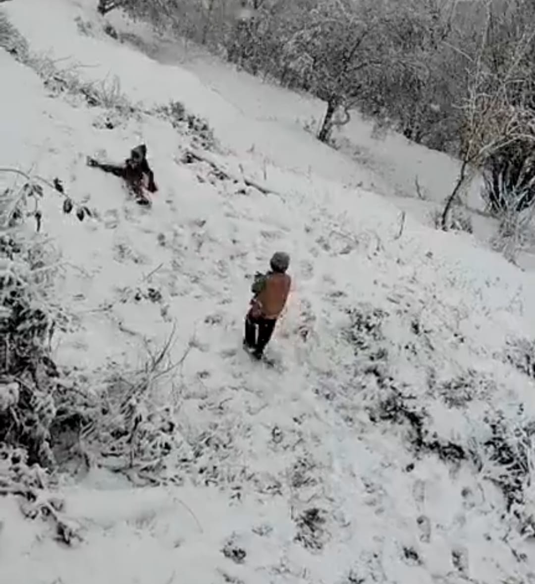 बर्फबारी में नौहराधार क्षेत्र का नजारा। संवाद