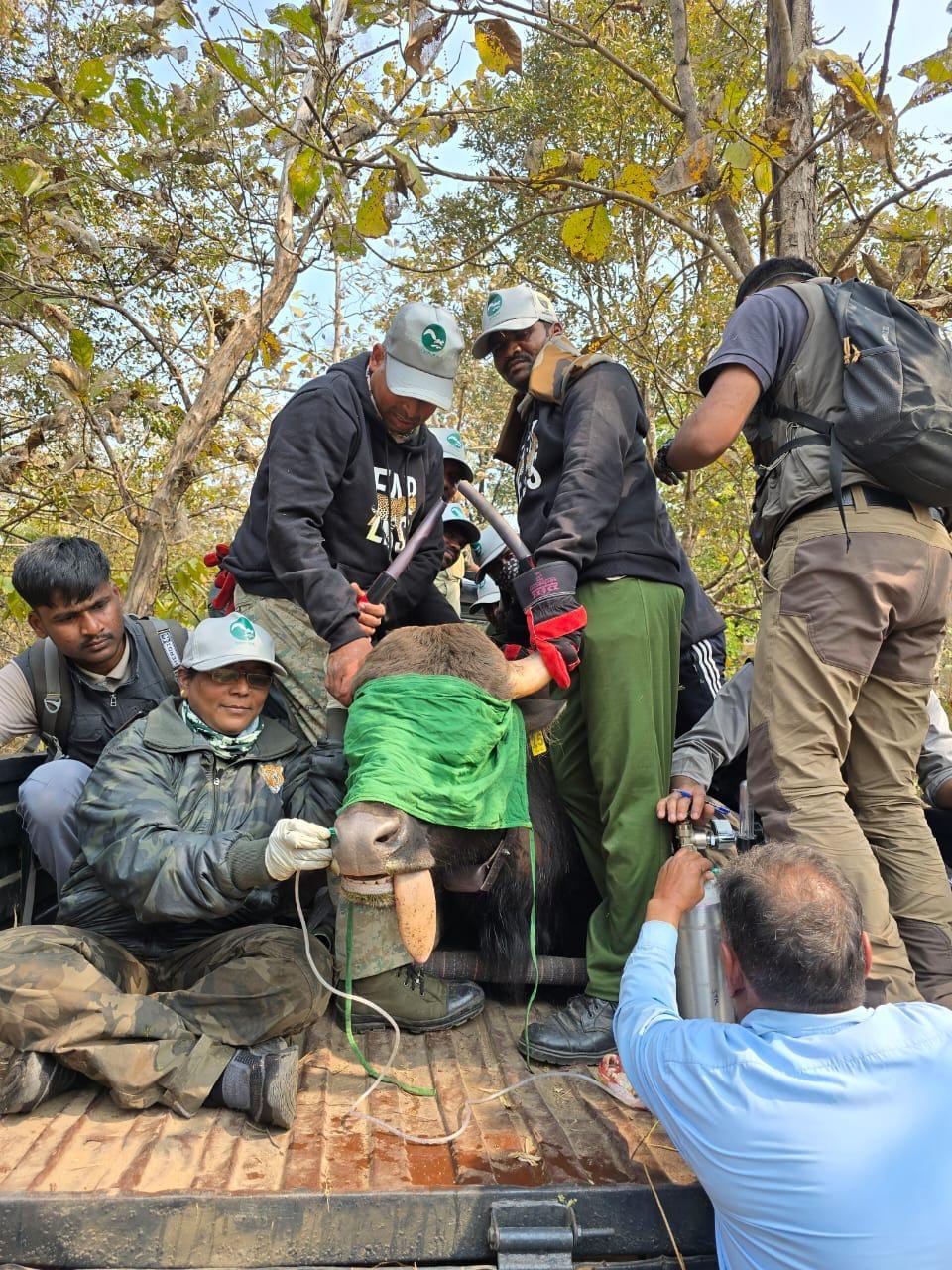 बांधवगढ़ में गौरों की वापसी का नया अध्याय, ट्रांसलोकेशन के दूसरे चरण की सफल शुरुआत